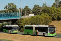 Bus-525-Adelaide-Avenue-with-Bus-401-
