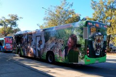 Bus597-Kippax-1