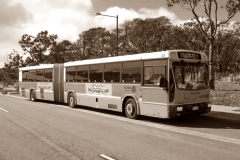 Bus-700-Amy-Ackman-Street