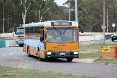 Bus-816-Kings-Avenue